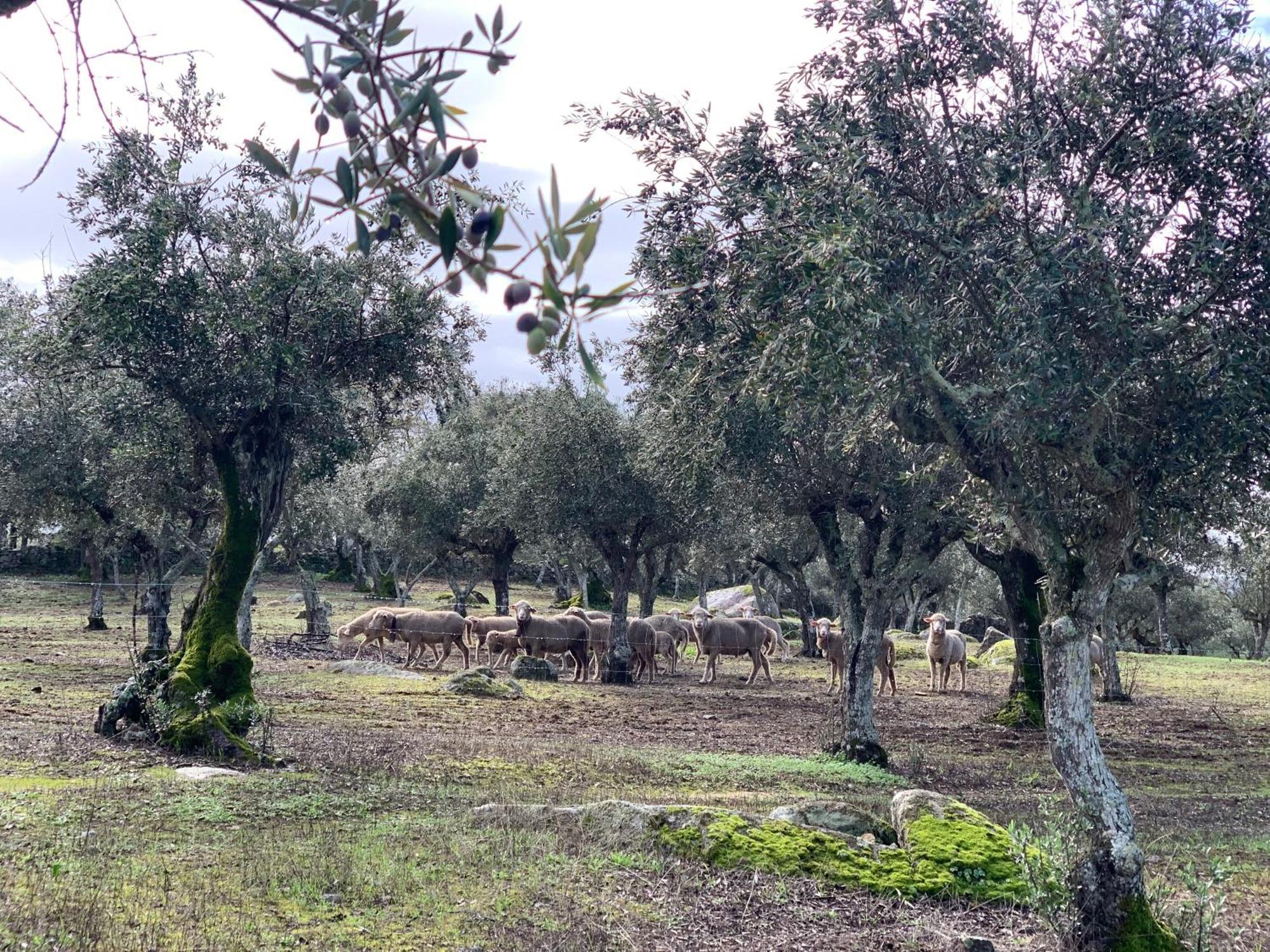Casa 1-Quinta Dos Penedos Leilighet Portalegre Eksteriør bilde