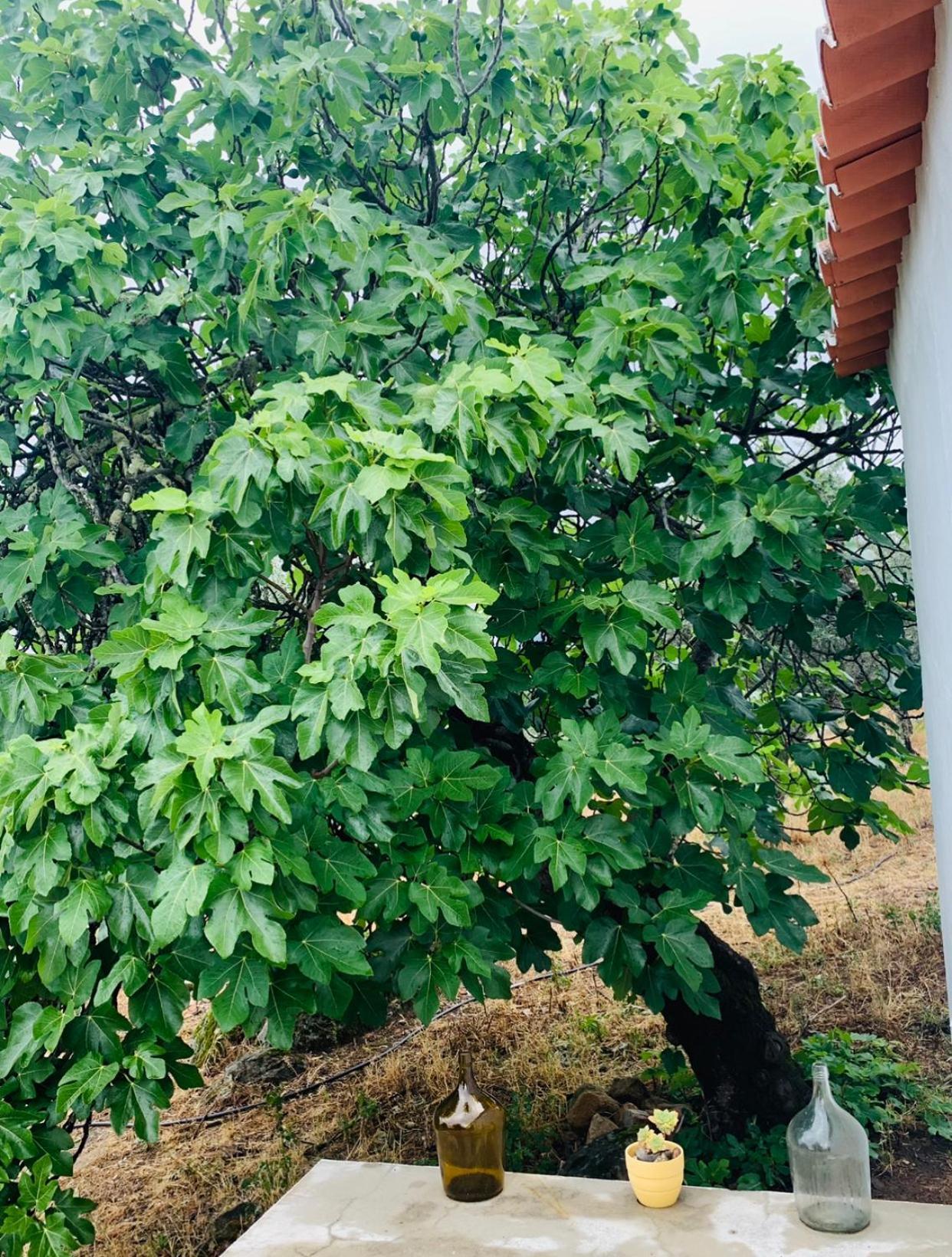 Casa 1-Quinta Dos Penedos Leilighet Portalegre Eksteriør bilde